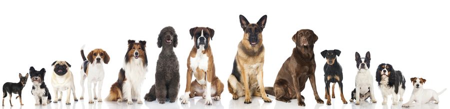 Mon éducateur canin : Trouver un éducateur canin Mon éducateur canin : Trouver un éducateur canin