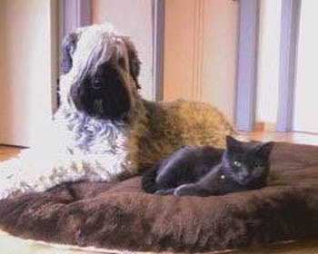 appartement avec chien et chat