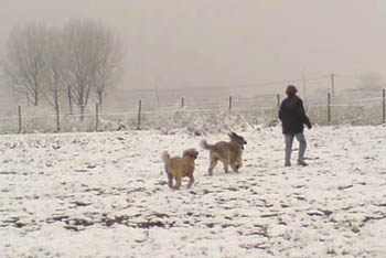 bouviers dans la neige