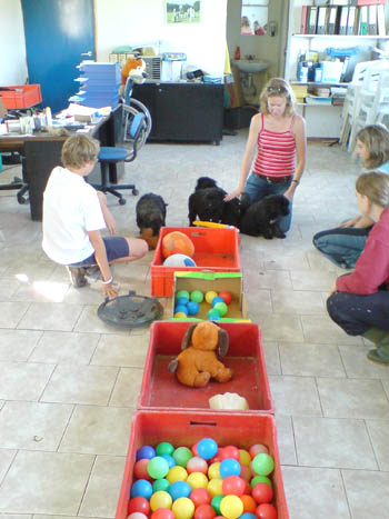 habituation chiots