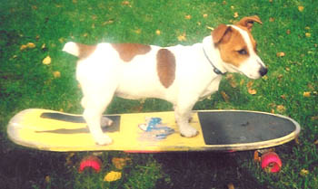 jack russel