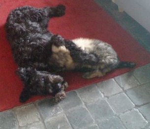jeux entre chiot et adulte