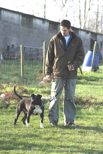 staff en pension dressage