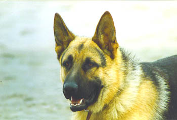 berger allemand